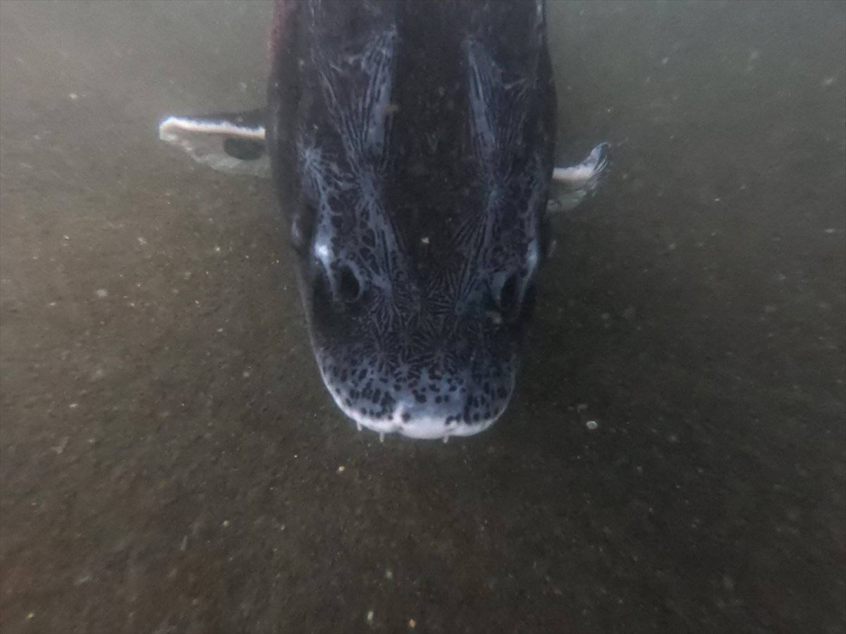 Mersin balığı, özel havuzlarda gözetim altında tutuluyor