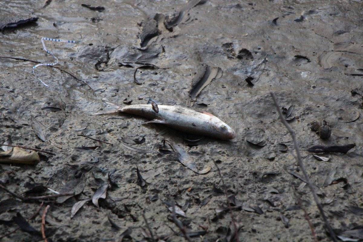 Yeşilırmak'ta toplu balık ölümleri