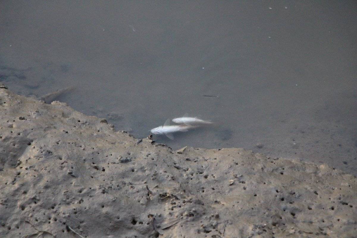 Yeşilırmak'ta toplu balık ölümleri