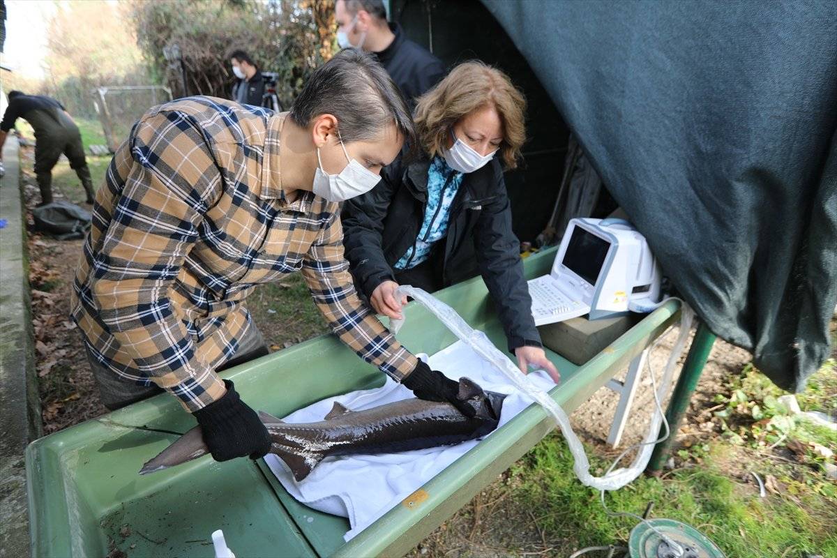 Mersin balığı, özel havuzlarda gözetim altında tutuluyor