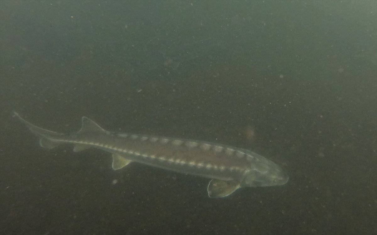 Mersin balığı, özel havuzlarda gözetim altında tutuluyor