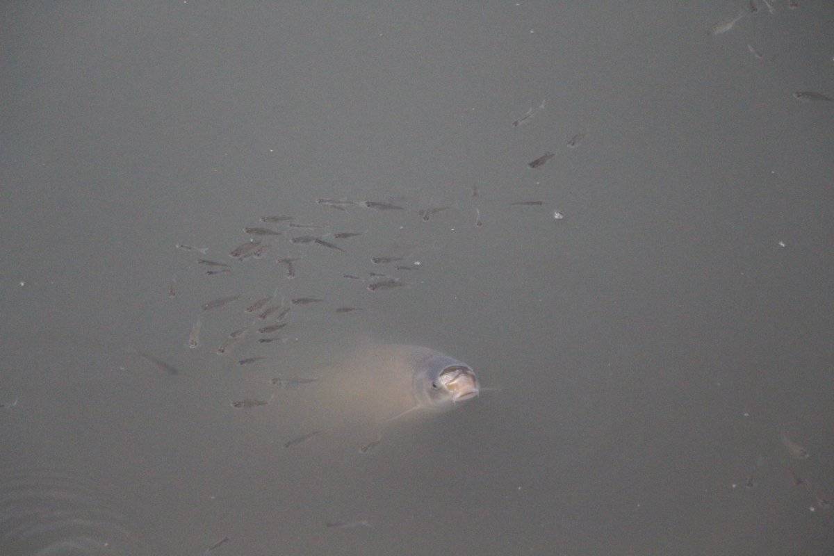 Yeşilırmak'ta toplu balık ölümleri