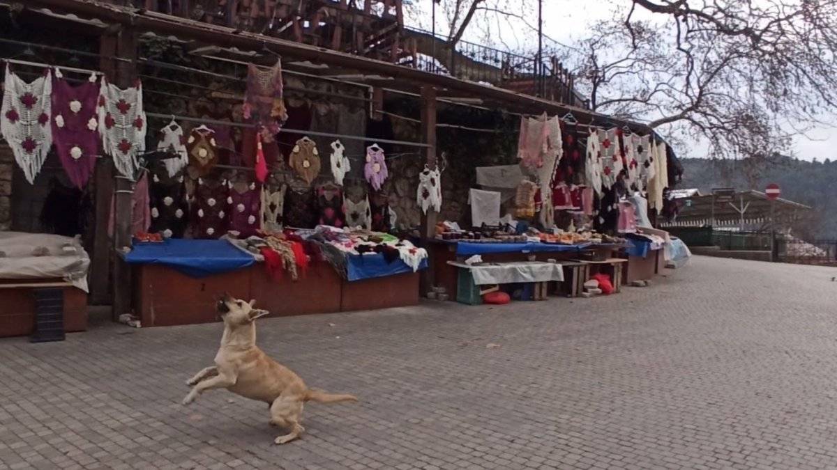 Bursa'da köpeklerin drone ile imtihanı