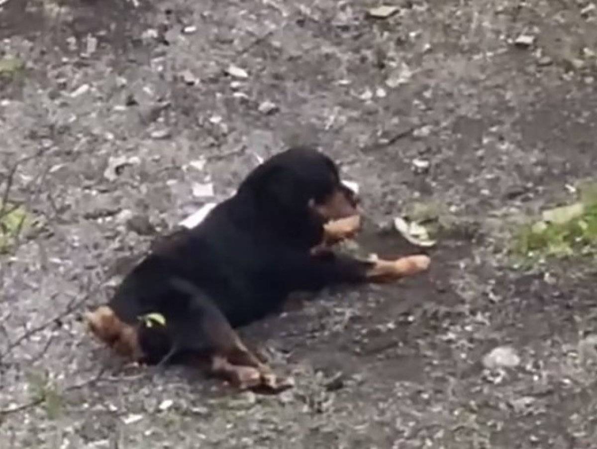 İstanbul'da sakat köpek kaderine terk edildi