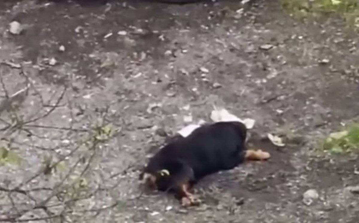 İstanbul'da sakat köpek kaderine terk edildi