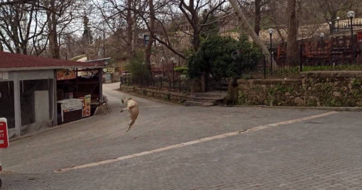 Bursa'da köpeklerin drone ile imtihanı