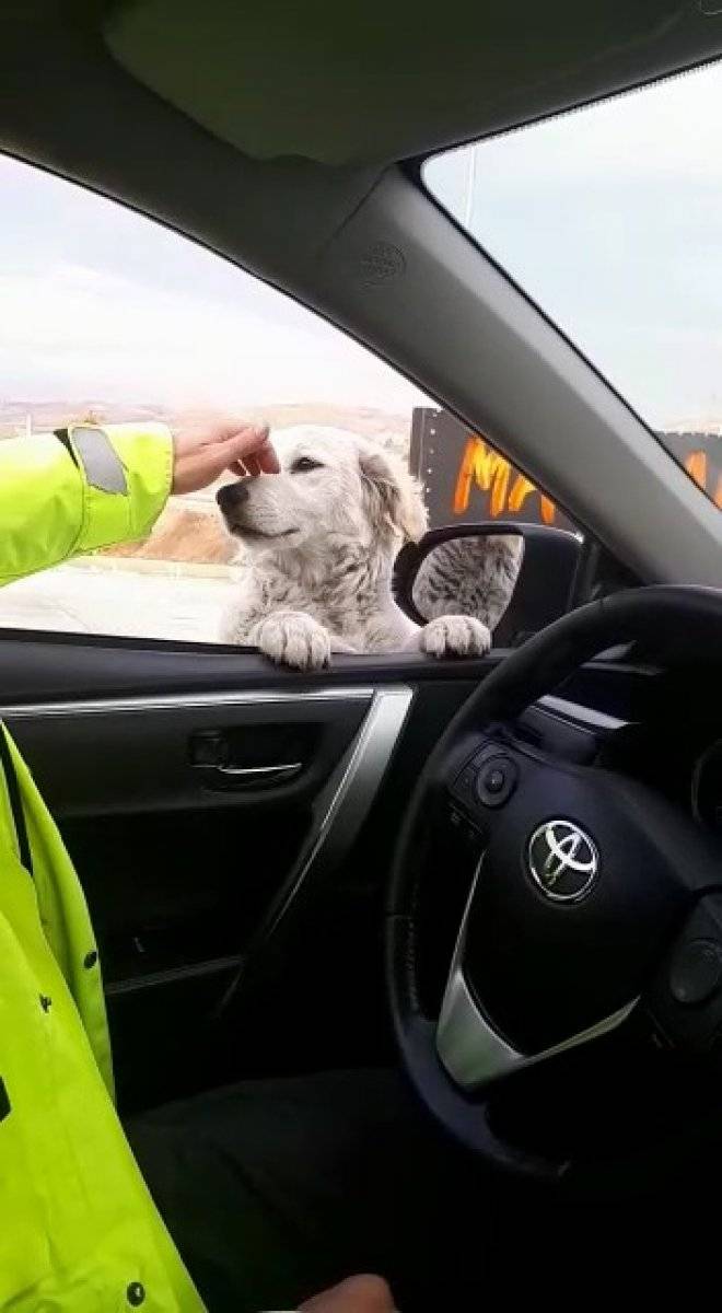 Samsun'da trafik polisinden sevimli köpeğe gülümseten soru