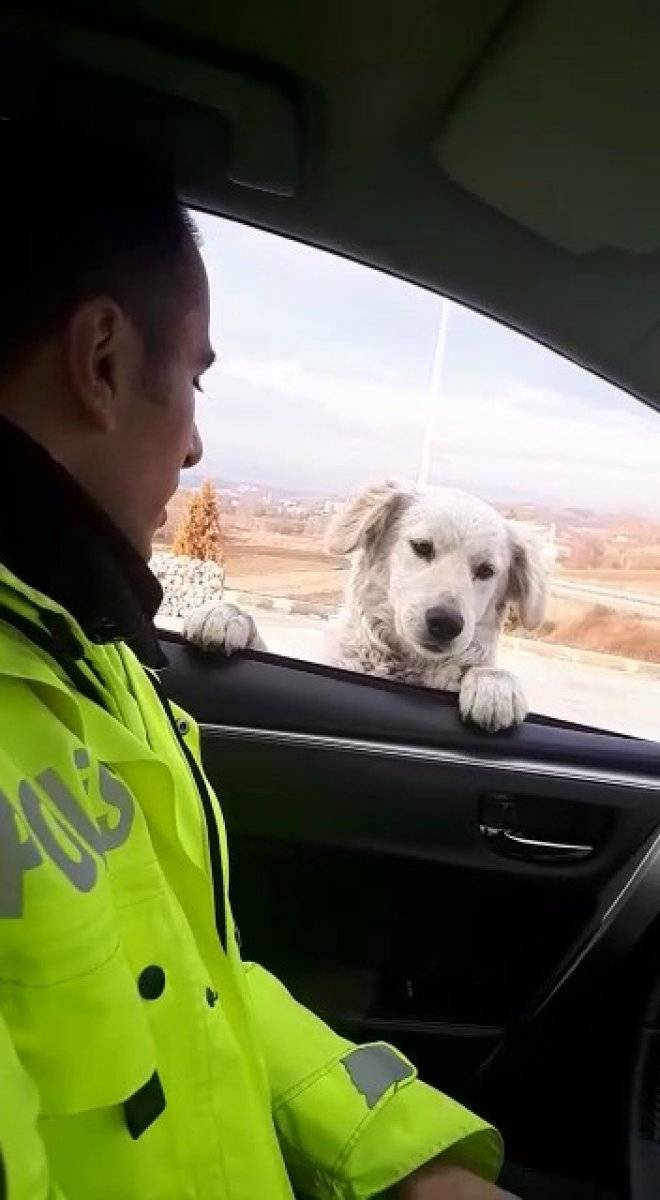 Samsun'da trafik polisinden sevimli köpeğe gülümseten soru
