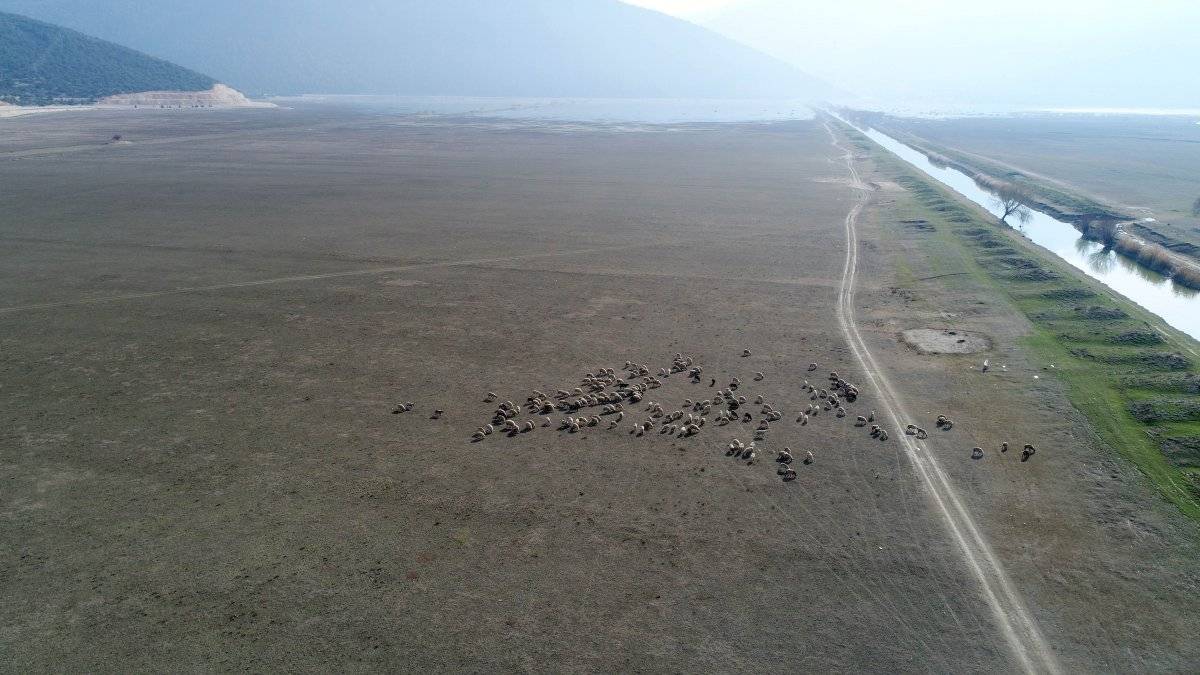 Antalya'da kuruyan Avlan Gölü, koyun ve keçi sürülerine kaldı