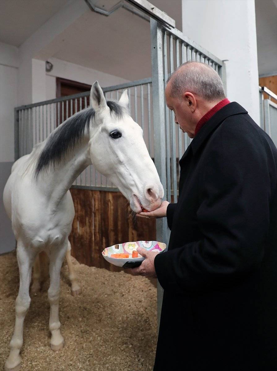 Cumhurbaşkanı Erdoğan, atı elleriyle besledi