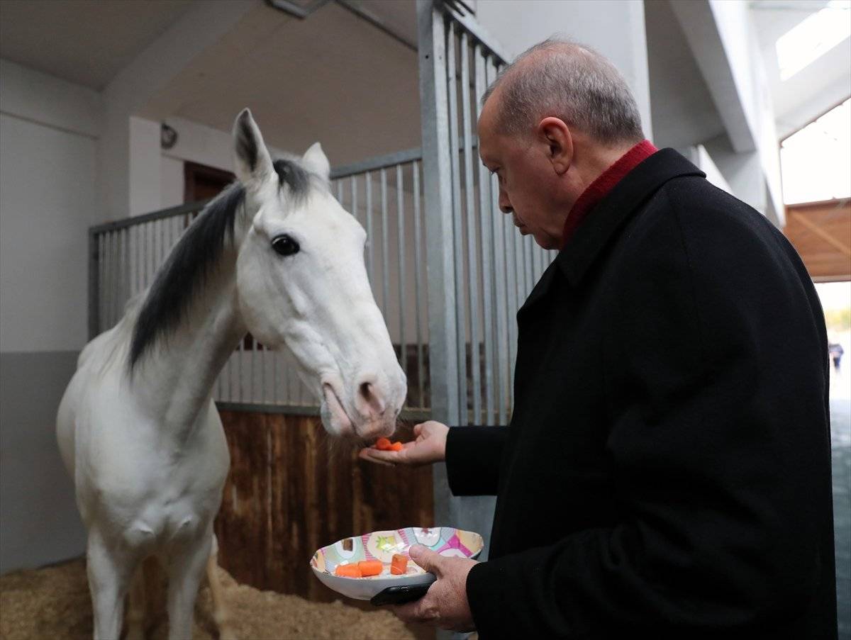 Cumhurbaşkanı Erdoğan, atı elleriyle besledi