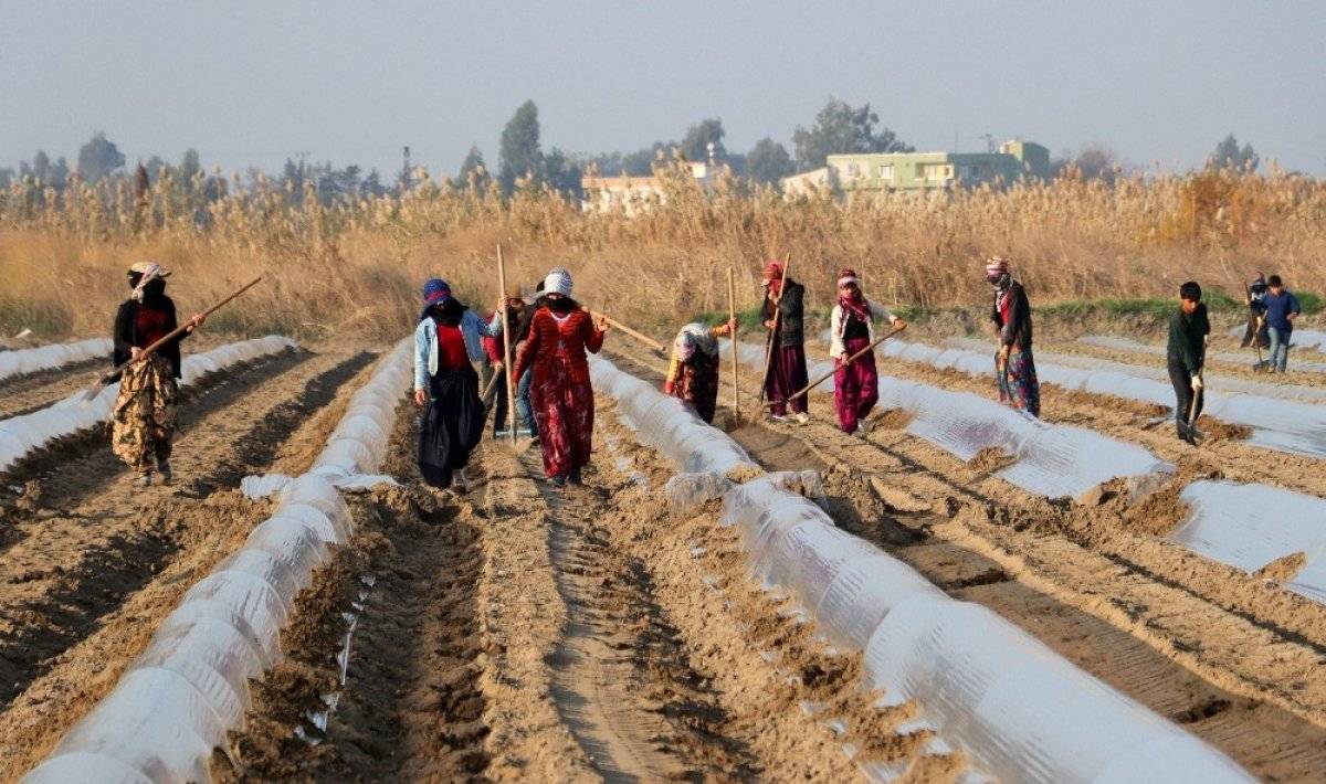 Karpuz fideleri toprakla buluştu