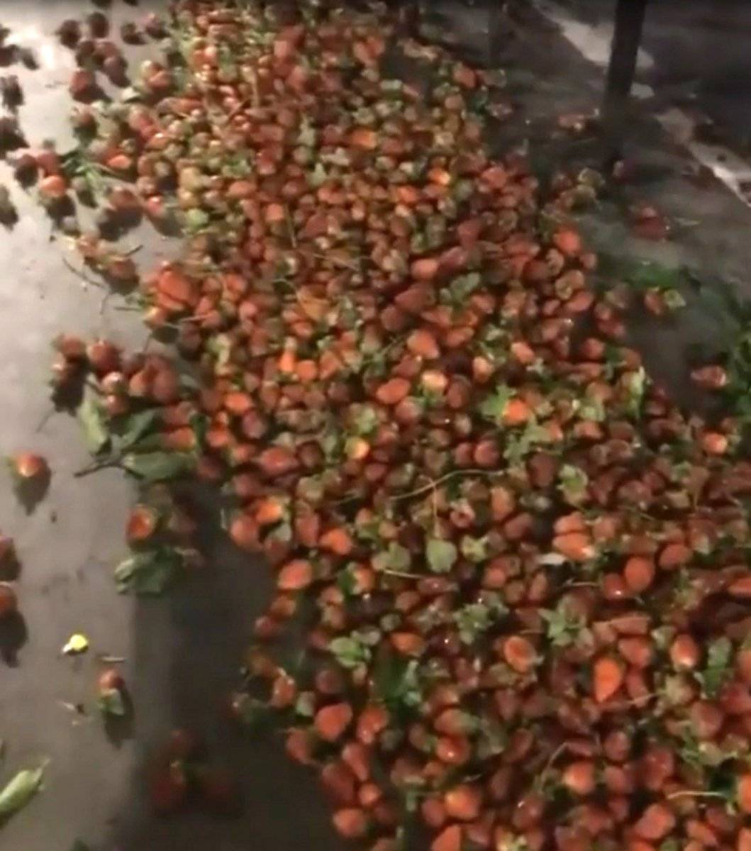 Satamadığı çilekleri yere döken Antalyalı esnafa tepki