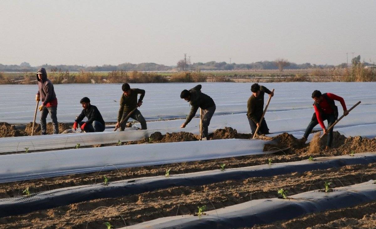 Karpuz fideleri toprakla buluştu
