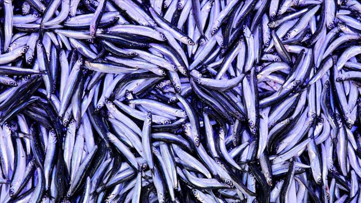 Hamsi avlamak neden yasaklandı? Hamsi avı yasağı ne zaman sona erecek?