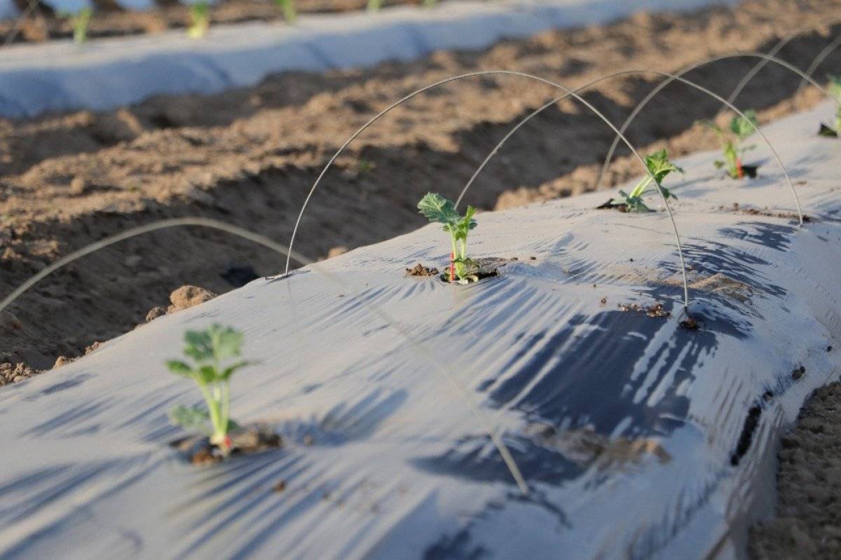 Karpuz fideleri toprakla buluştu