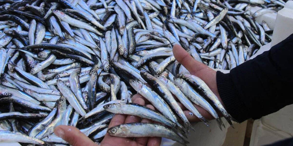 Hamsi avlamak neden yasaklandı? Hamsi avı yasağı ne zaman sona erecek?