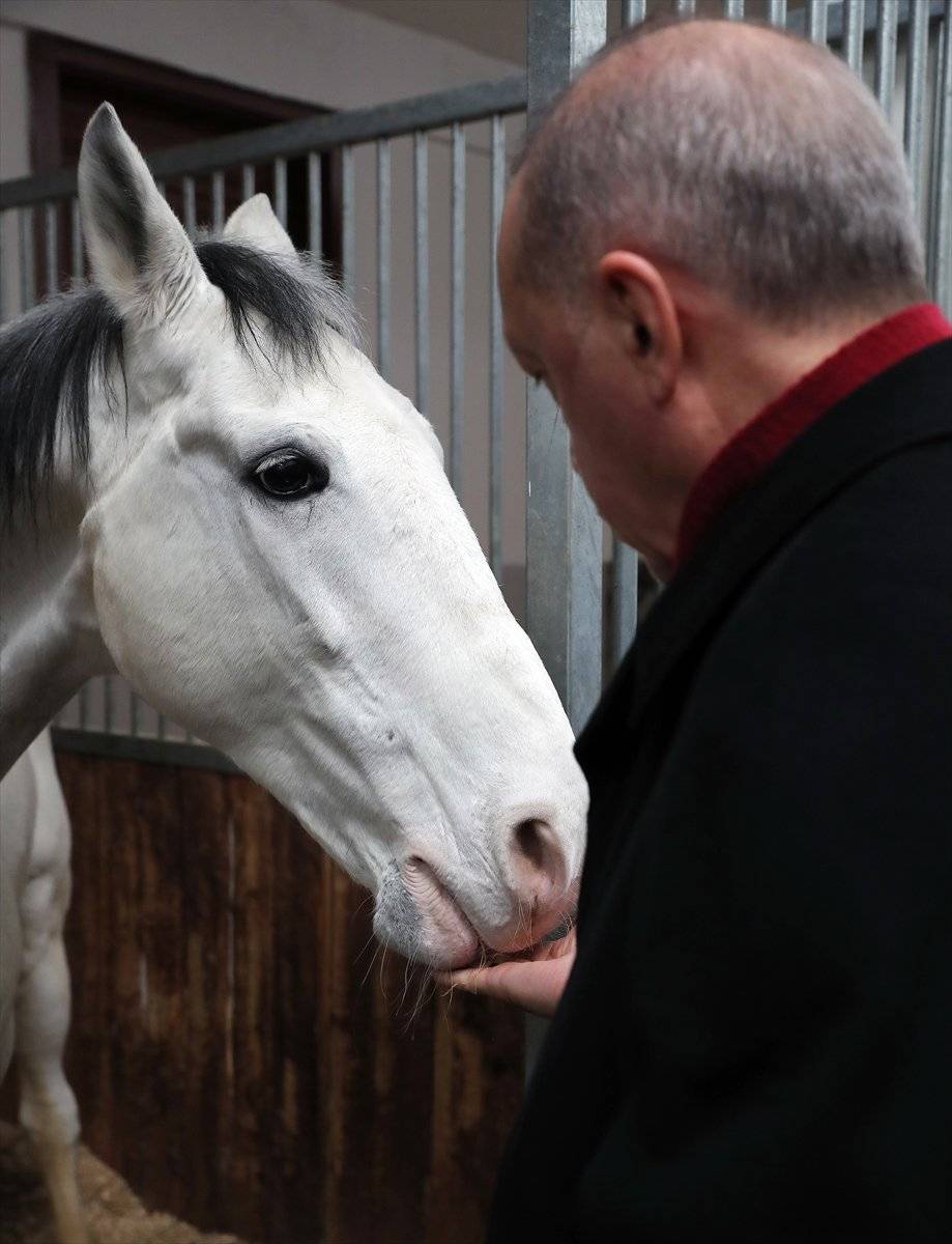 Cumhurbaşkanı Erdoğan, atı elleriyle besledi