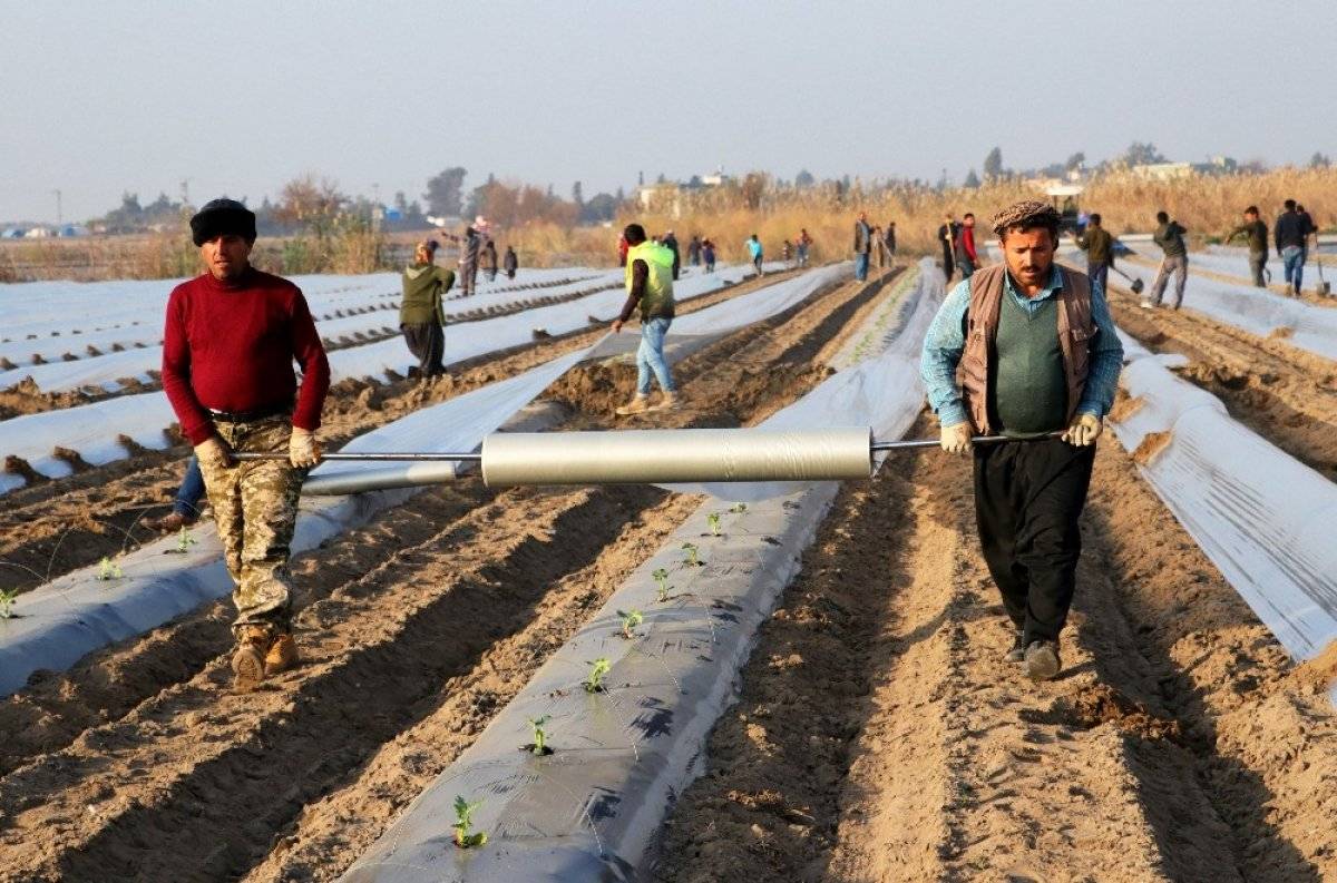 Karpuz fideleri toprakla buluştu