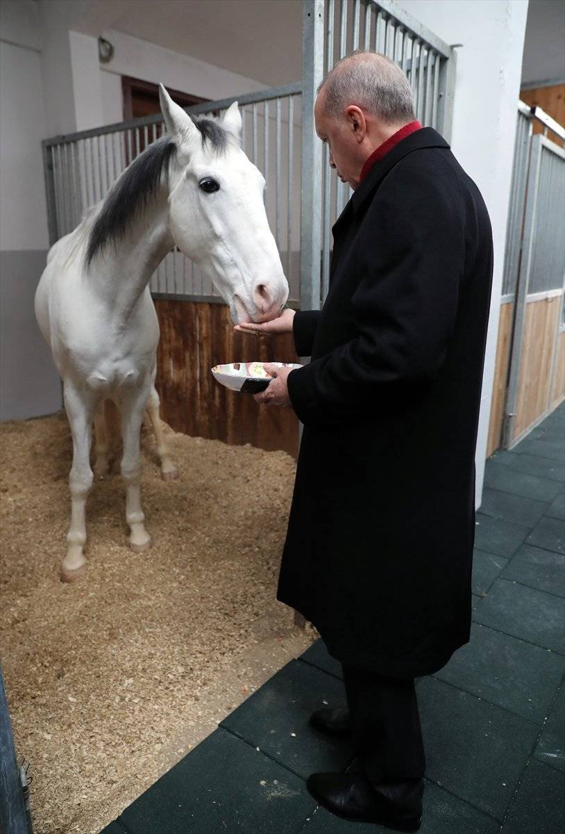 Cumhurbaşkanı Erdoğan, atı elleriyle besledi