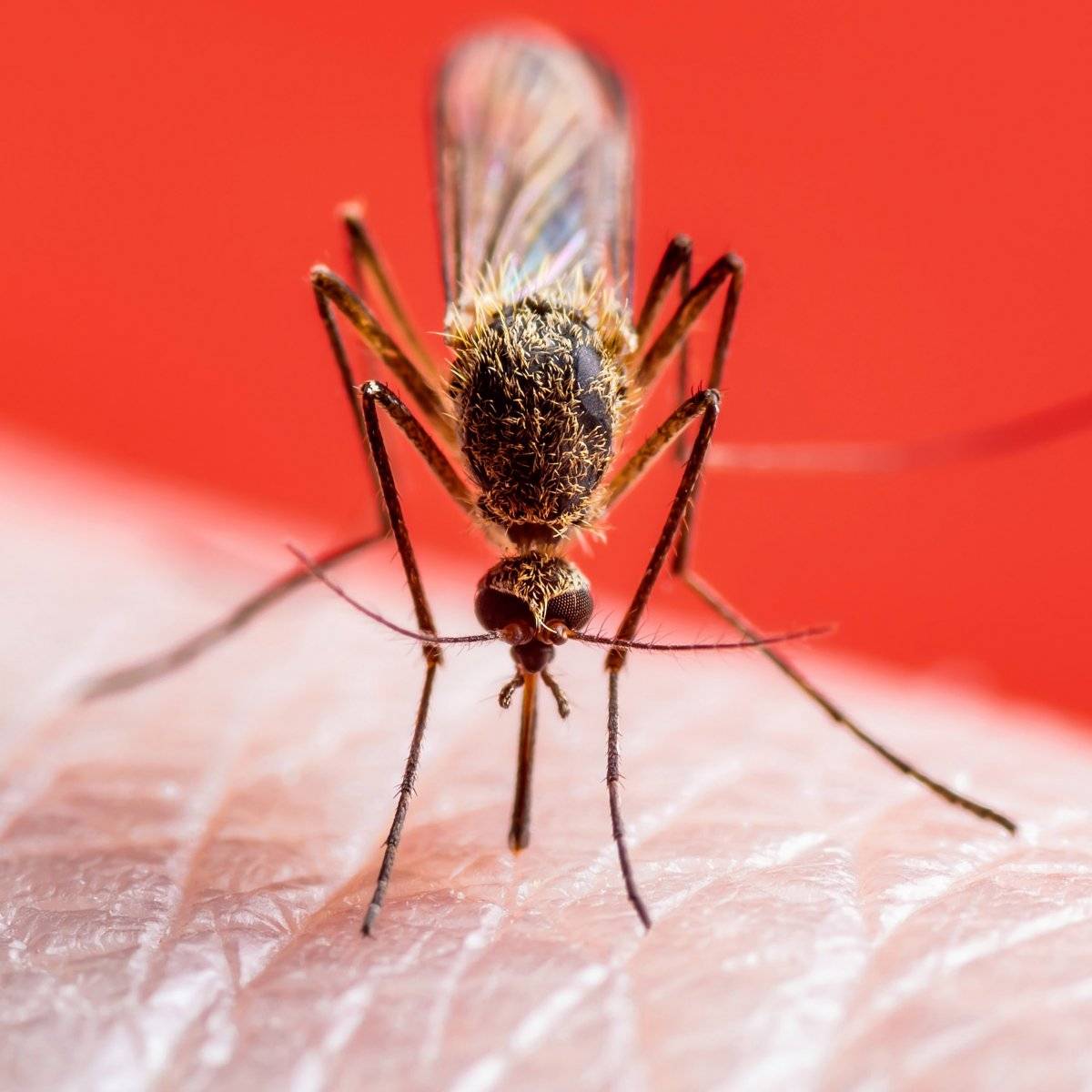 İstanbul’daki sıcaklık sivrisinek popülasyonunu da etkiledi