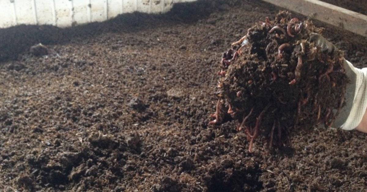 Yarasa gübresi nedir, ne işe yarar? Yarasa gübresi nerelerde kullanılır? Yarasa gübresi faydaları ve fiyatı..