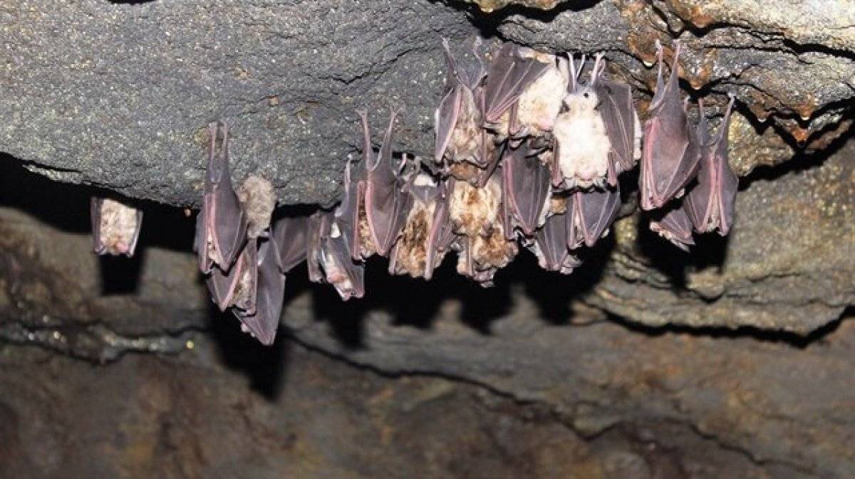 Yarasa gübresi nedir, ne işe yarar? Yarasa gübresi nerelerde kullanılır? Yarasa gübresi faydaları ve fiyatı..