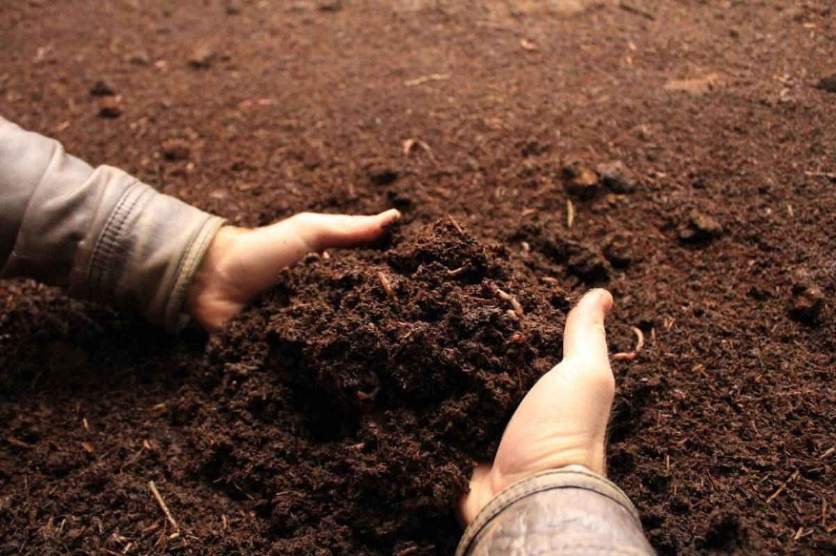 Yarasa gübresi nedir, ne işe yarar? Yarasa gübresi nerelerde kullanılır? Yarasa gübresi faydaları ve fiyatı..