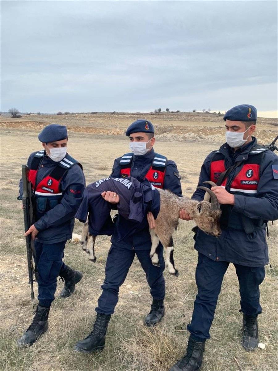 Mersin'de yaban keçisi yavrusu donmak üzereyken bulundu