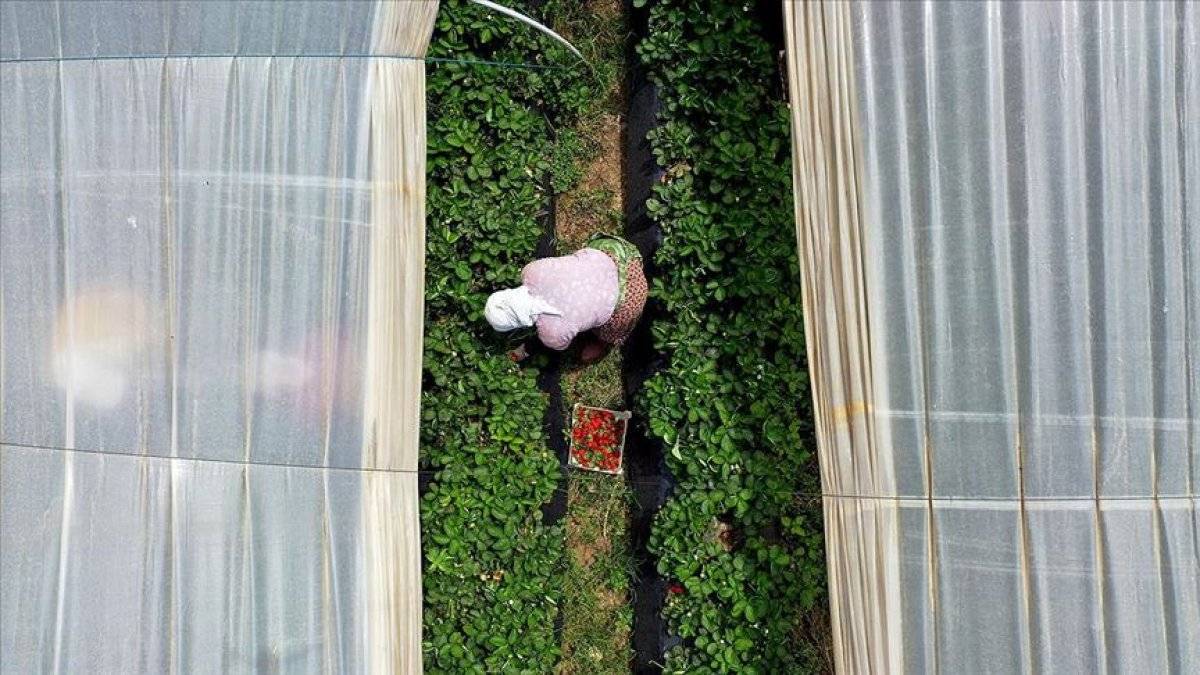İhracatın artmasında tarımın büyük etkisi oldu