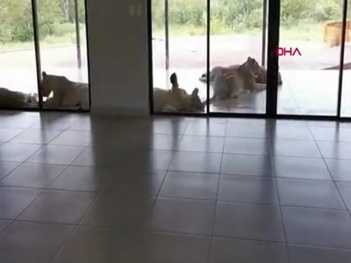 Güney Afrikalı çiftin evini aslanlar bastı