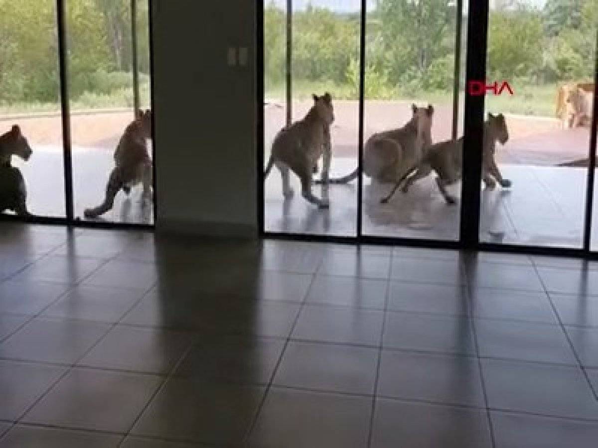Güney Afrikalı çiftin evini aslanlar bastı