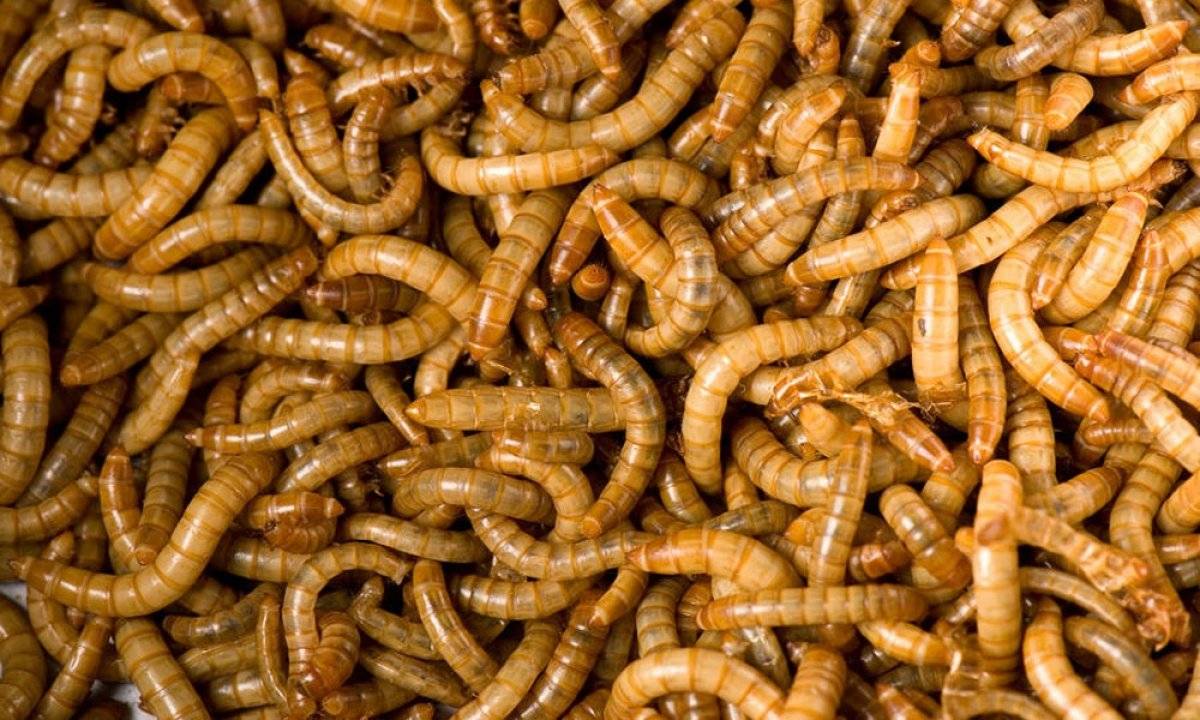 Sarı un kurdu nedir? Sarı un kurdu yenir mi, zararlı mı? Sarı un kurdu ne işe yarar?