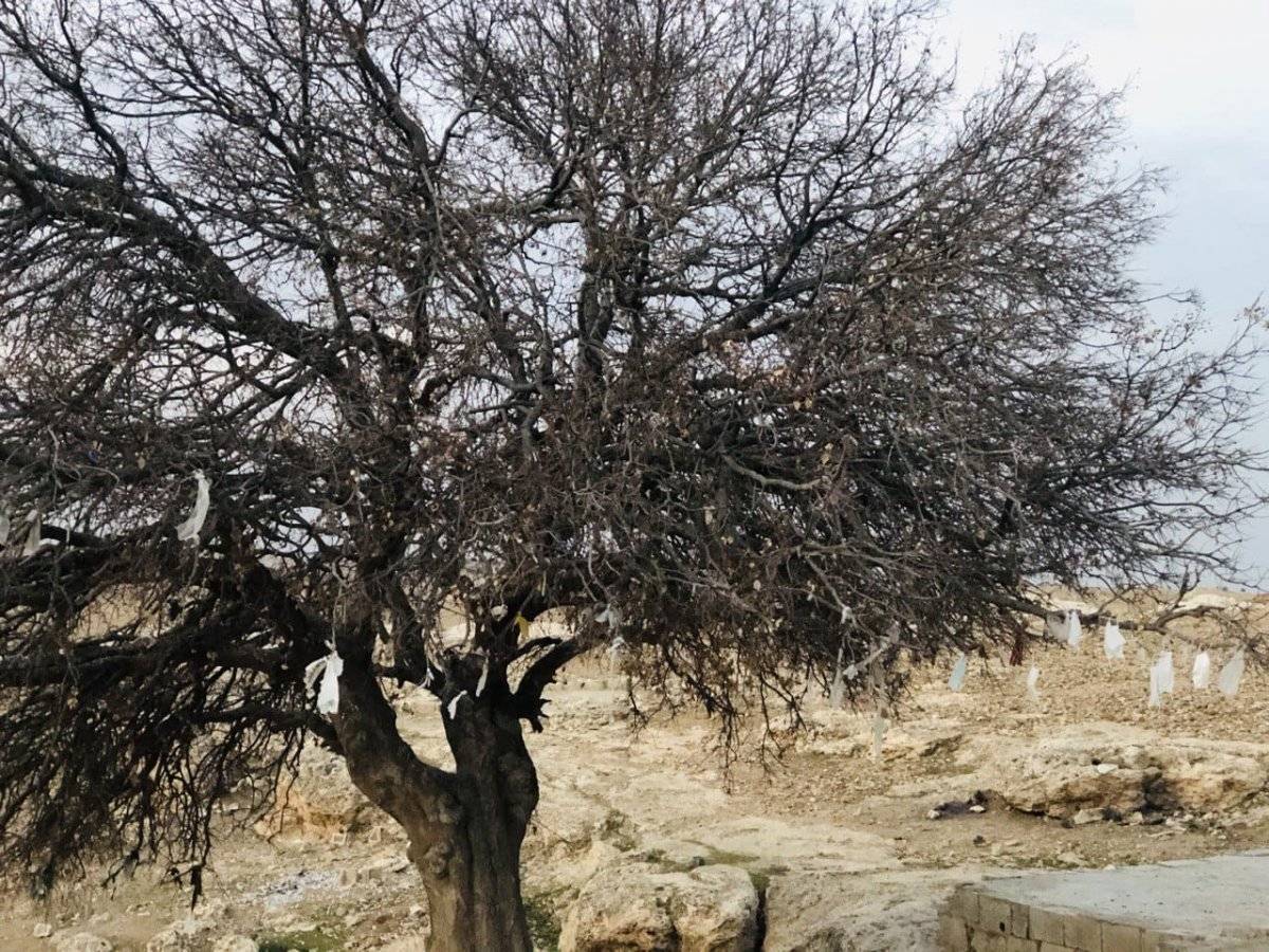 Şanlıurfa'da ağaca maske taktılar