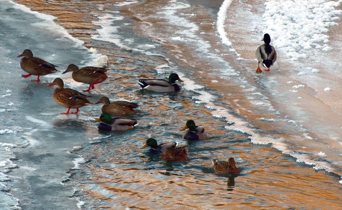 Kars Çayı'nda su samurları, avlanmaya çalışırken görüntülendi