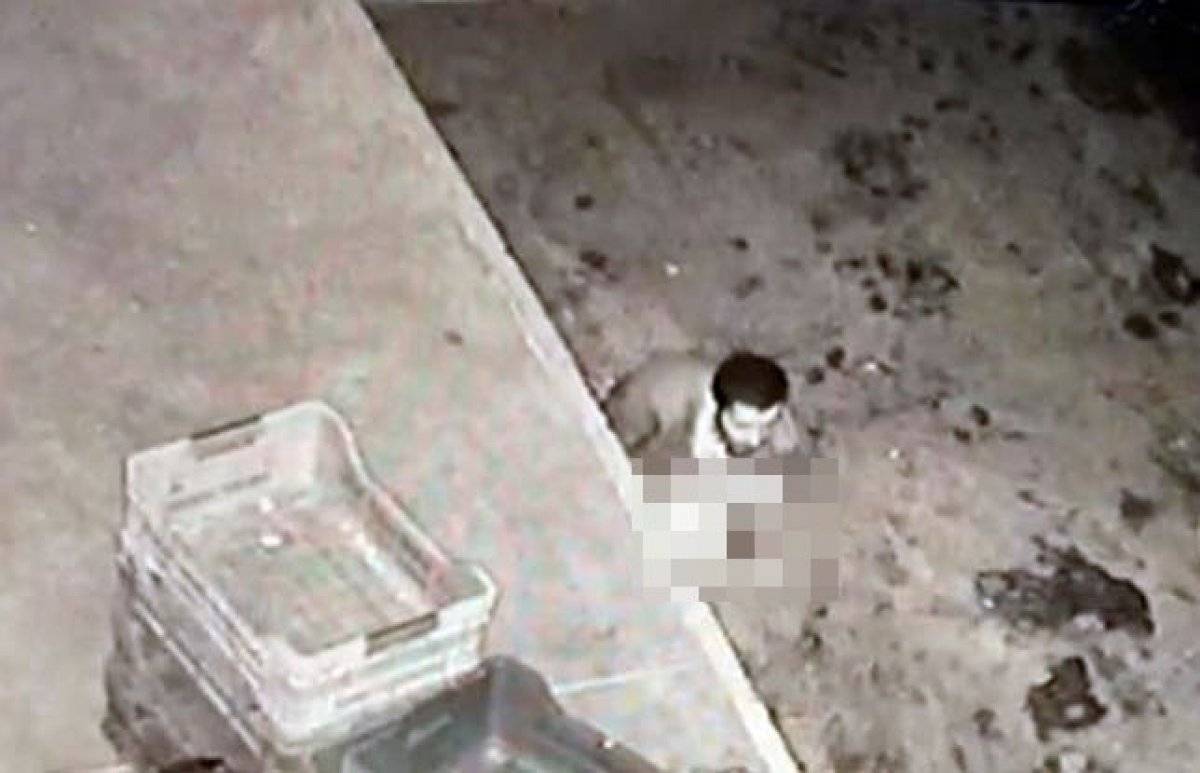 Sakarya'da yabancı uyruklu bir kişi köpeği taciz etti