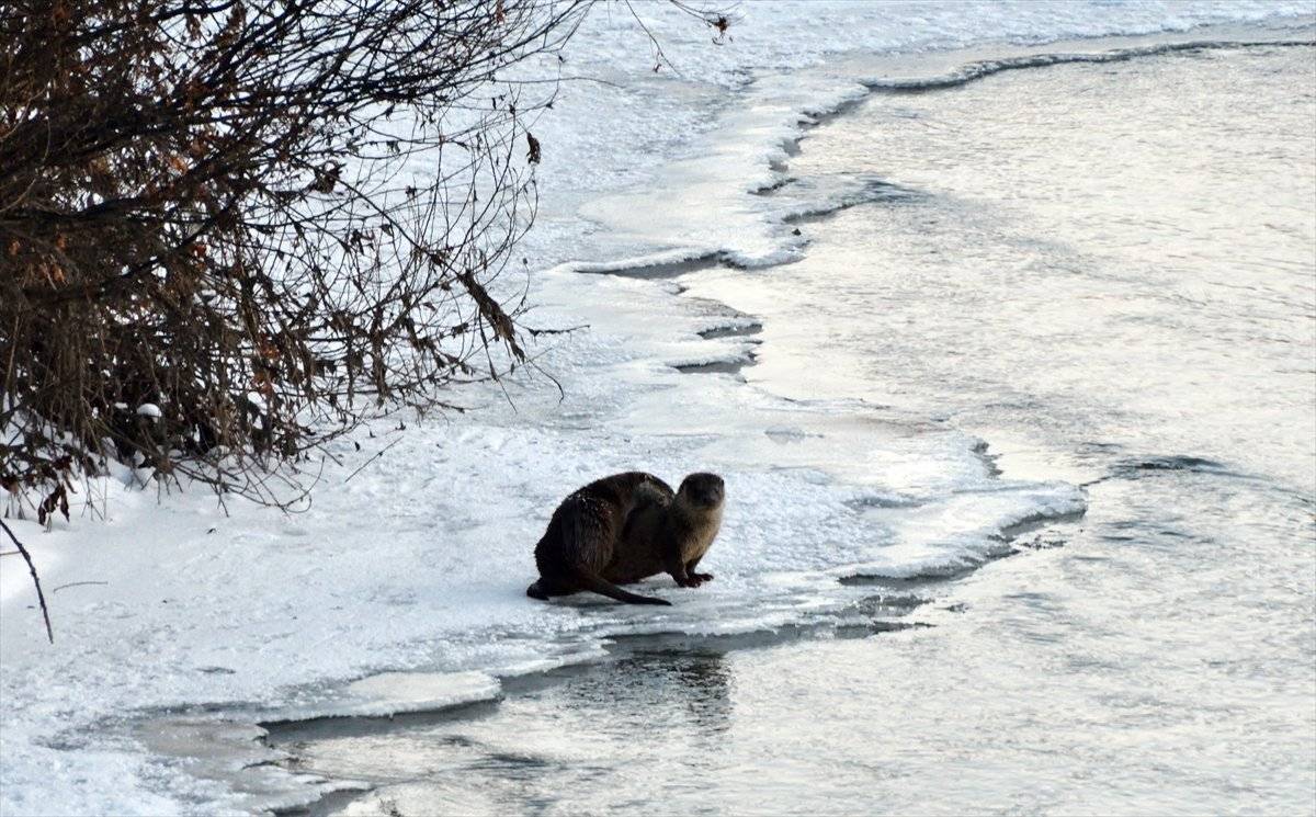 Kars Çayı'nda su samurları, avlanmaya çalışırken görüntülendi