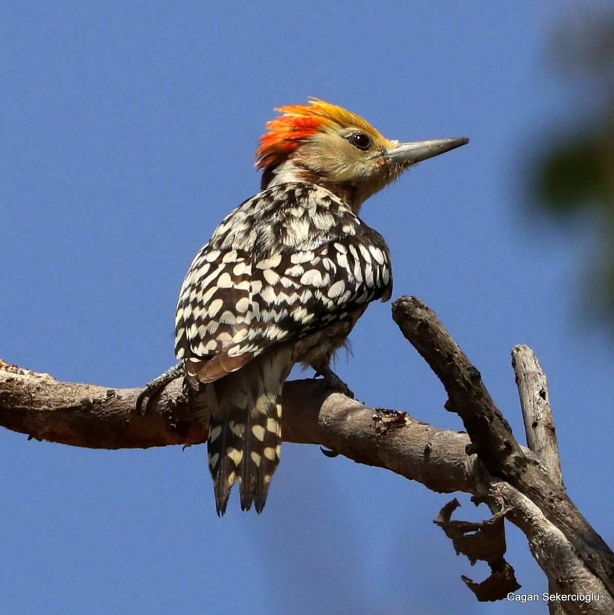 2020'de dünyada en çok kuş türünü, bir Türk gördü