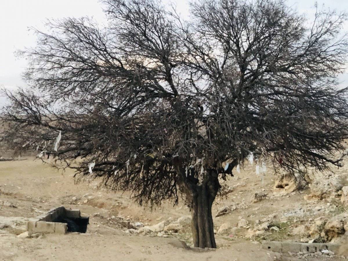 Şanlıurfa'da ağaca maske taktılar