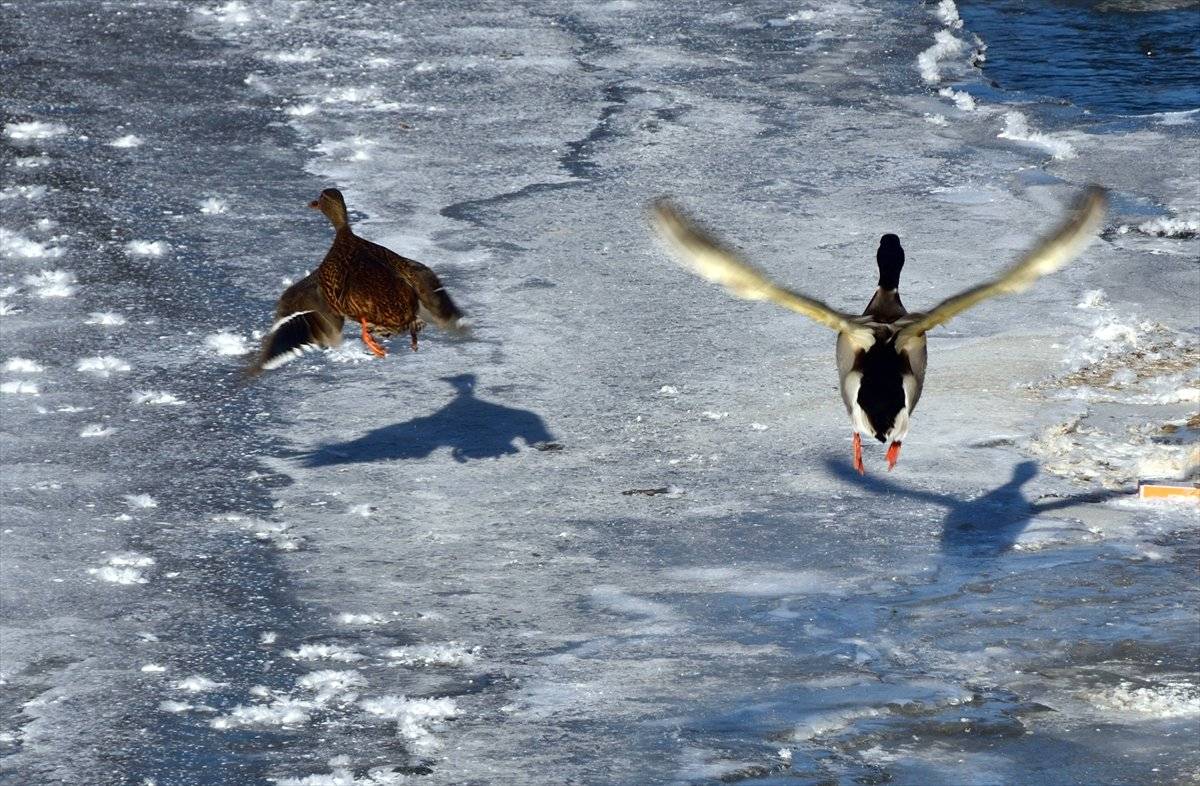 Kars Çayı'nda su samurları, avlanmaya çalışırken görüntülendi