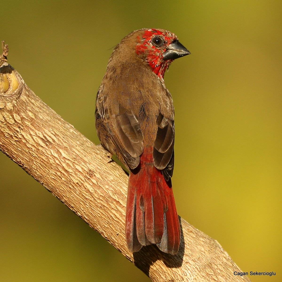 2020'de dünyada en çok kuş türünü, bir Türk gördü