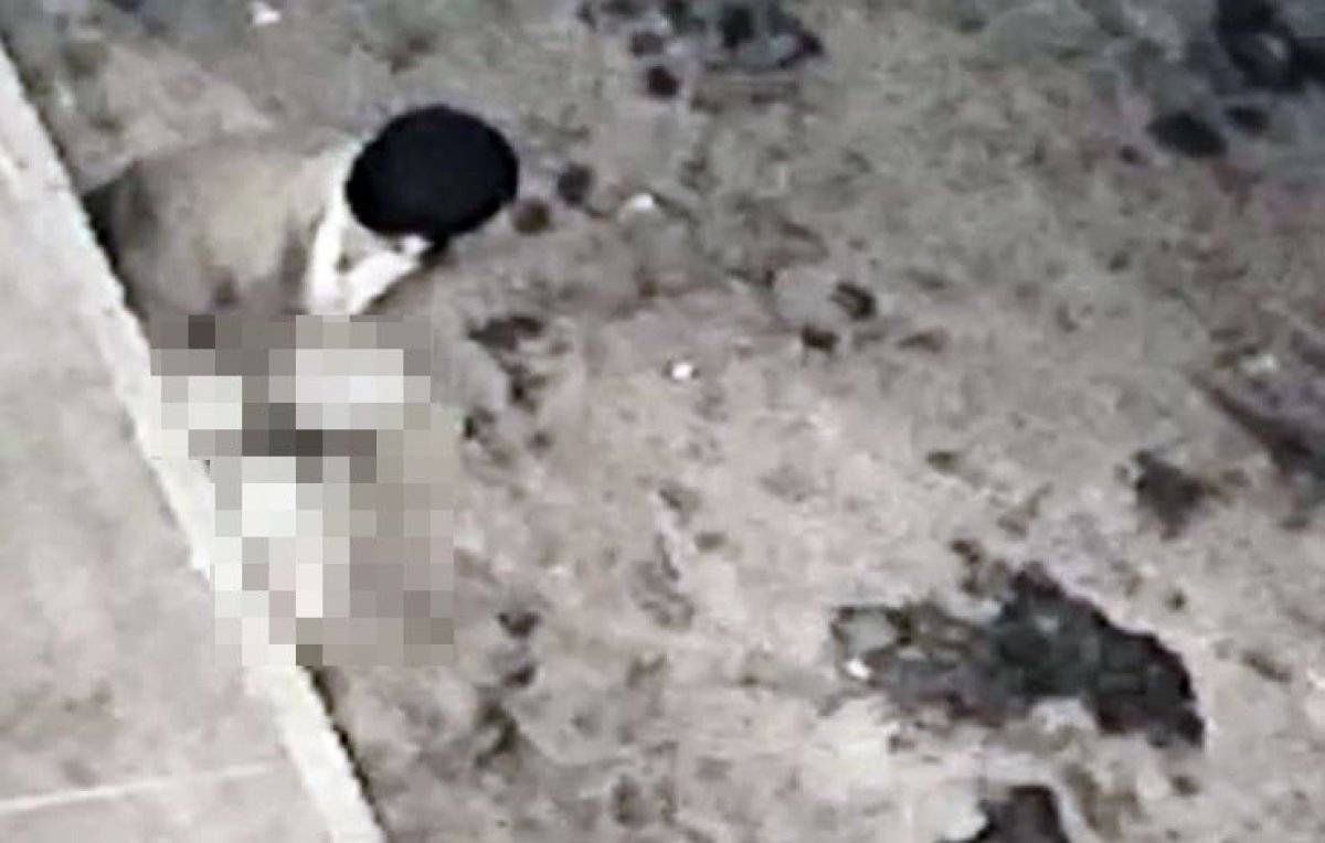 Sakarya'da yabancı uyruklu bir kişi köpeği taciz etti