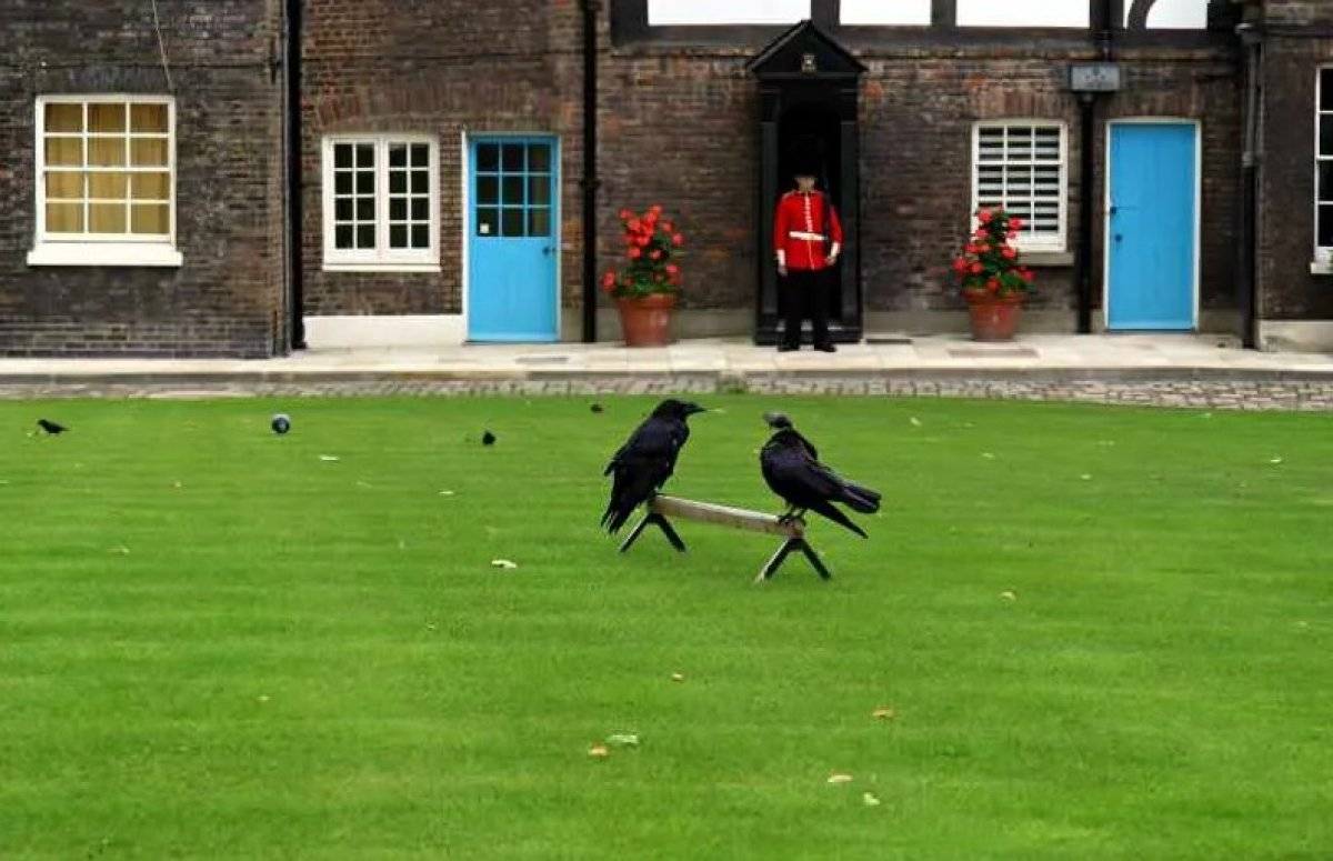 İngiltere'de kraliyetin gücünü simgeleyen kuzgunlardan biri kayboldu
