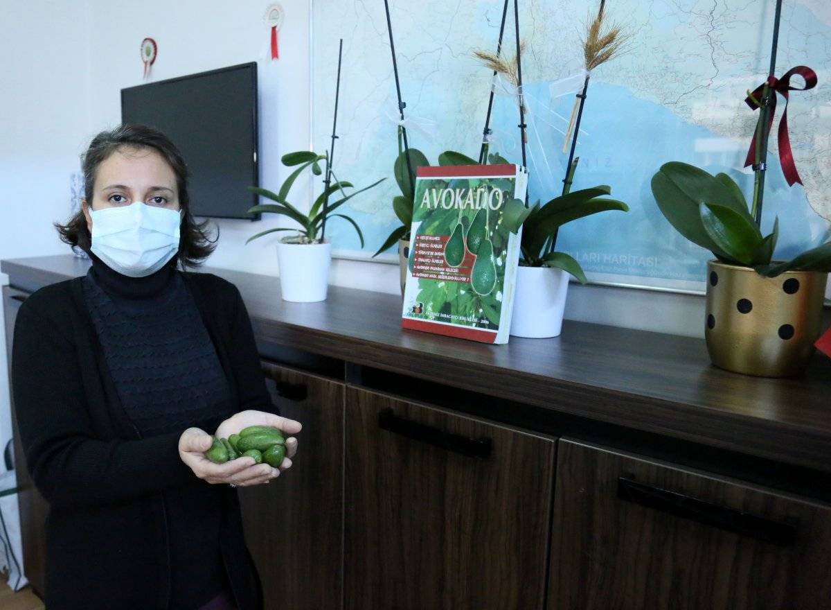 Bayb avokado daha pahalı