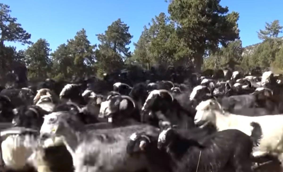 Keçi çobanı yörük kadını, hayata bakış açısıyla duygulandırdı