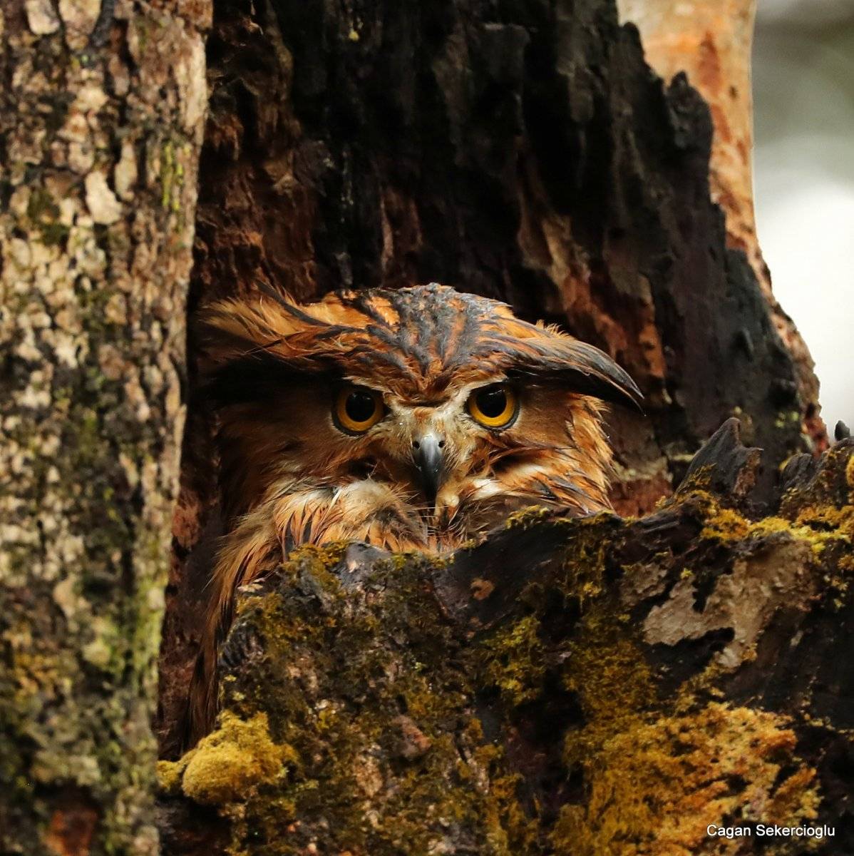 2020'de dünyada en çok kuş türünü, bir Türk gördü