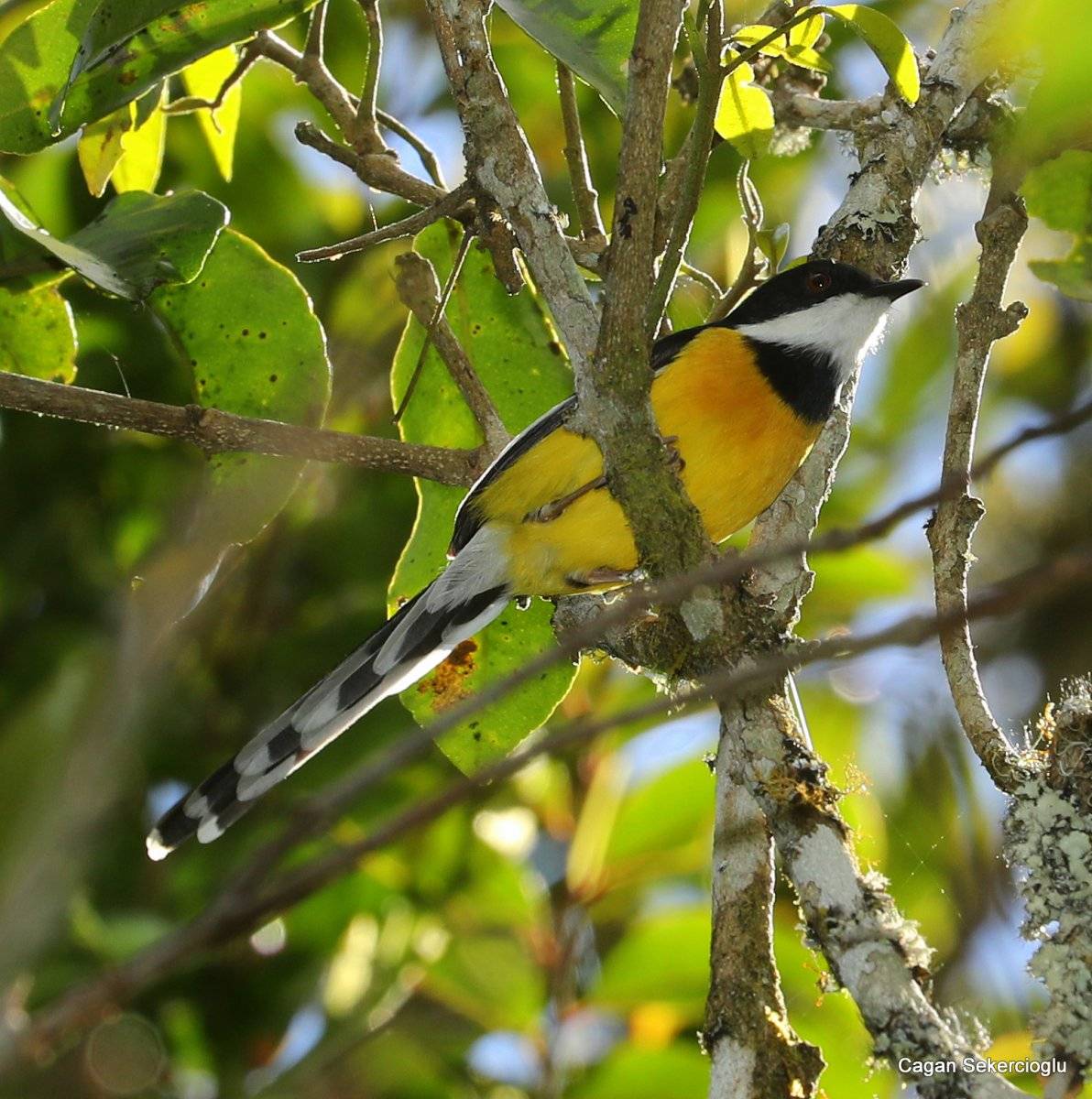 2020'de dünyada en çok kuş türünü, bir Türk gördü