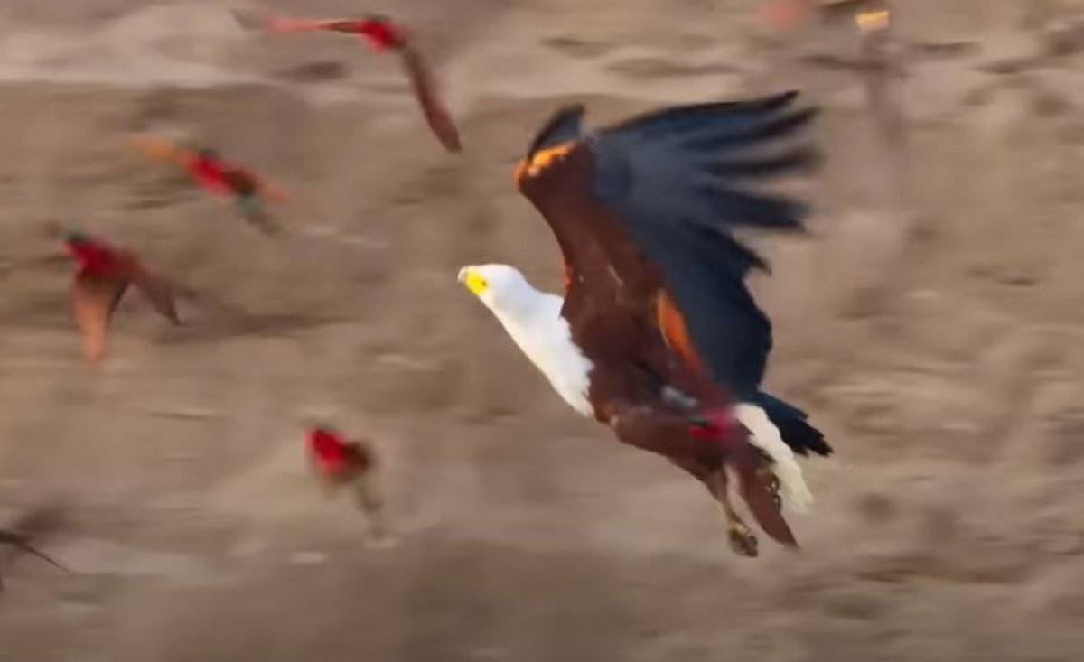 Vahşi yaşamda kartal ve timsahın arı kuşu avı