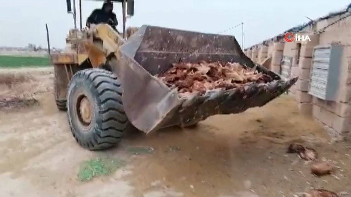 Irak'ta kuş gribi: 60 bin tavuk itlaf edildi