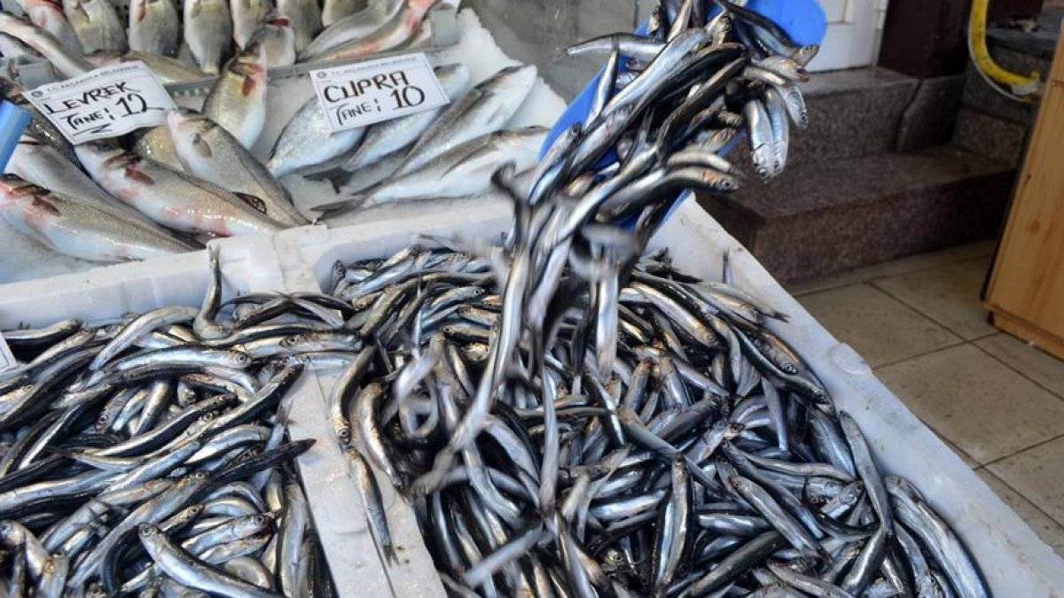 Hamsi avı yasağı, 28 Ocak'a uzatıldı